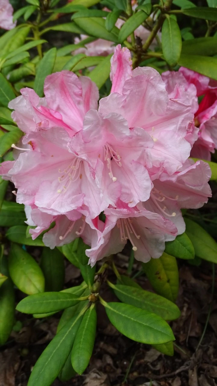 'Peppermint Candy'